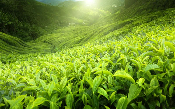 Tous nos thés & Infusions